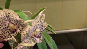 Отель в Турции, куда полетим? Рукастые мужики, Артём приехал в гости, наши животные, влог из Питера