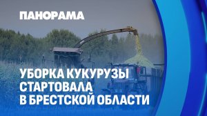 В Брестской области началась уборка кукурузы на силос — основа кормовой базы для животных. Панорама