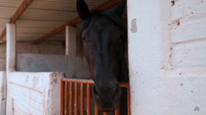 10041371-hd_1920_1080_24fps