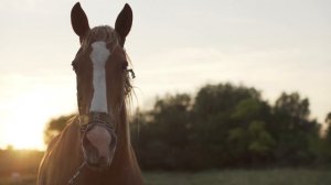 5205909-hd_1920_1080_25fps