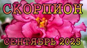 СКОРПИОН таро прогноз на СЕНТЯБРЬ 2025 года.