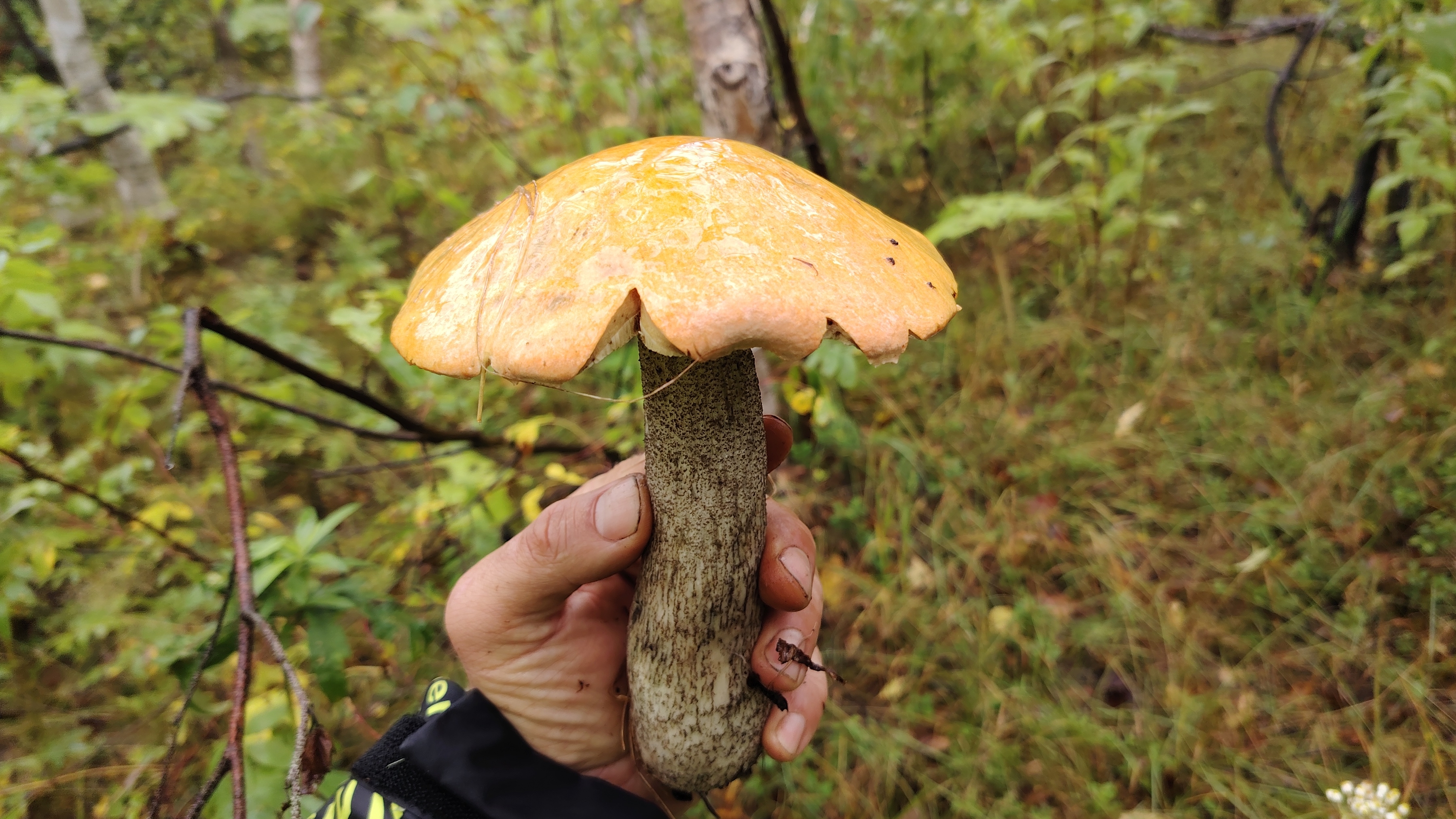 Охота на грибы | Долгожданный подосиновик 🤣| Сбор грибов | Прогулка по лесу август 2025 | Сахалин смотреть онлайн