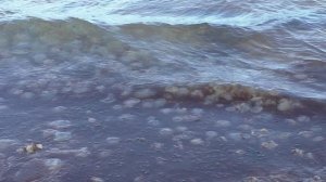 Нашествие медуз досрочно завершило купальный сезон.