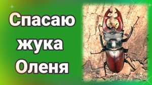 Спасаю жука Оленя
