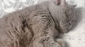 Кот-бойкот_Приступаю к вязанию носочков_СП Носочки с Таней_2025