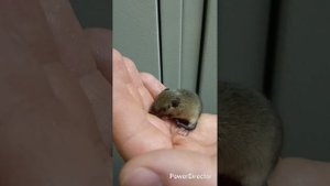 Выкармливание мышонка