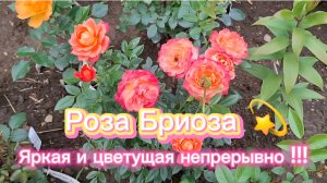 Роза Бриоза !😍😍😍✨️✨️✨️💥💥💥