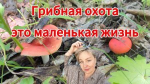 Прогулка в лес / Собираю грибы / Тихая охота / Приморье