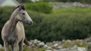 3987730-hd_1920_1080_24fps