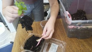 27-08-2025 пересадка мяты в стаканчики и результат укоренения гортензии.