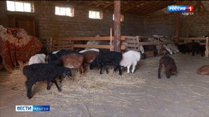 По программе Агростартап грантовую поддержку получило хозяйство Пшихожевых