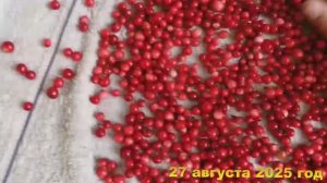 7 соток. Мой метод перебирать быстро ягоды брусника и черника. Хроника 27 августа 2025 год