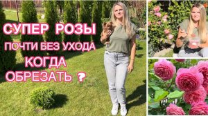 Уход за розами в сентябре. Подкормка,  последняя обрезка листьев ✂️