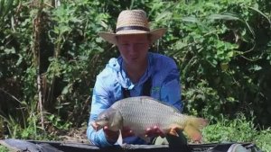 Ловлю сазана на эти насадки, рыбалка на фидер.