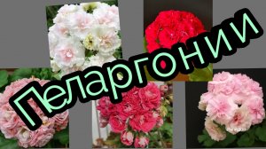 Обзор моей коллекции Пеларгоний.