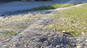 Новая достопримечательность Сукко - ивовая роща