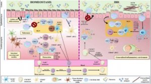 Патофизиология воспалительных заболеваний кишечника: врожденная иммунная система. Схема 2