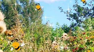 Дары природы