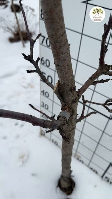 Обрезка колоновидной яблони