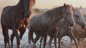 18114862-hd_1920_1080_30fps