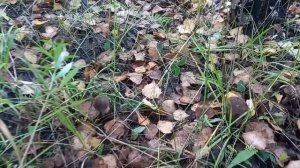 Тихая Охота на Бариновой горе🤫😍