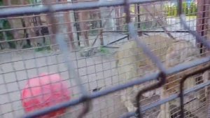 KXIZ0428Шархан Вечерняя перекличка 27.08.2025 Видео от Ивана