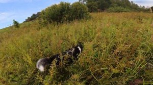 Хаски Дик ждет пока я сматываю поводки 22.08.25