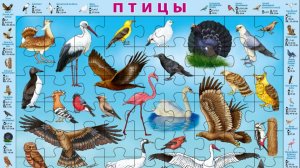 Собираем детский пазл на подложке "Птицы"