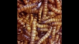 NECROTRAP TYPE BEAT - "bone rattle 201 BPM"