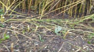 Агромаш МТ-110 - косим очень высокую грубую траву в середине августа