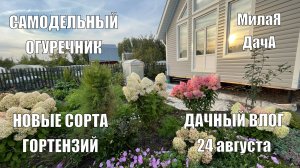 Новинки гортензий |Огуречник | Дачный влог 24 августа