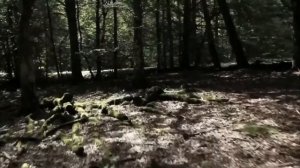 От истоков к нашим дням с ASKO