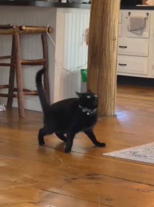 СМЕШНЫЕ ВИДЕО 🙂