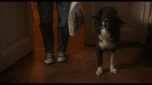 Двое в одной жизни, не считая собаки (2025) — Трейлер — Кинопоиск