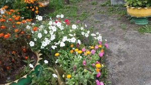 1000037314.mp4 Влог.Наша повседневная жизнь (102)работаем на огороде,развлекаемся с Дымкой