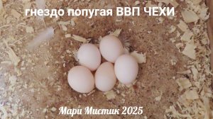 Гнездо ПОПУГАЯ 26.08.25 #ВВП_ЧЕХИ Алиса и Кирюша