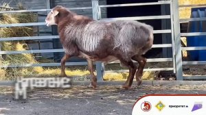 Эдильбаевская 🐑 Порода:выносливость и продуктивность