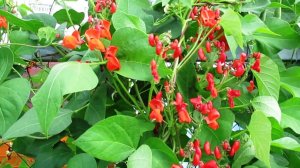 Нашла идеальный вариант живой изгороди из фасоли огненно красной