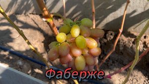 Г.Ф Фаберже Оренбургская область 26.08.2025