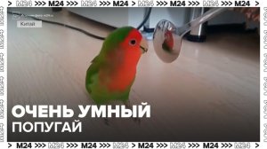 В Сети завирусилось видео с попугаем, который различает оттенки розового цвета - Москва 24