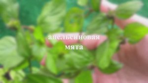 мята апельсиновая