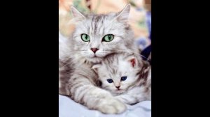 Марина Урусова. КОТОФЕЙСКОЕ-2