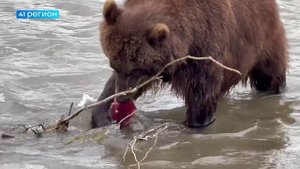 МЕДВЕДИЦЫ ПОДРУЖИЛИСЬ В КРОНОЦКОМ ЗАПОВЕДНИКЕ – УЧЁНЫЕ СЧИТАЮТ ЭТО ПРИЗНАКОМ ВЫСОКОГО ИНТЕЛЛЕКТА