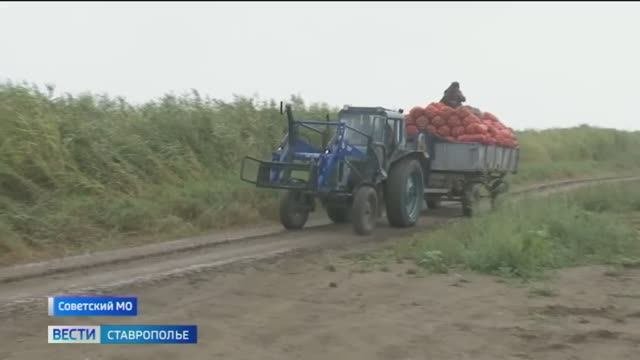 Стоимость набора сезонных овощей на Ставрополье в среднем выросла на 20% процентов