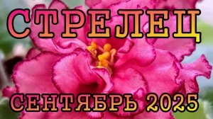 СТРЕЛЕЦ таро прогноз на СЕНТЯБРЬ 2025 года.