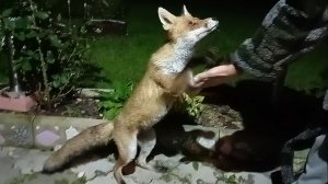 (1101) Лиса приходит в гости. Август 2025