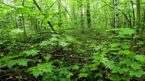 Грибное место. Подосиновики.