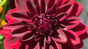 Цветочные композиции в саду!