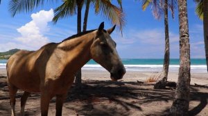 6832009-hd_1920_1080_30fps