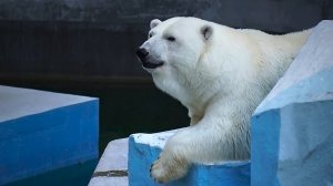 Медведица Герда наслаждается жизнью! Купание, снежная горка и легкая прогулка для здоровья!